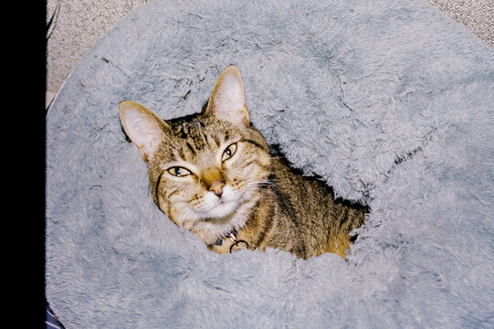Cat Relaxing in Its Soft Bed