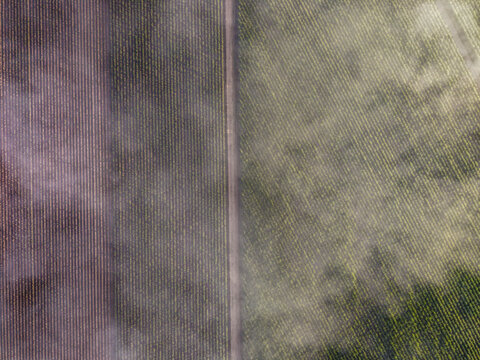 Aerial view of agricultural fields with rows of crops separated by a dirt path in Home Hill, Queensland, Australia.