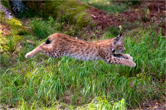 Luchs