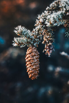 Frost-covered spruce cone on evergreen branch, beautiful winter macro photo with dark teal background, ice crystals, shallow depth of field, and moody forest bokeh