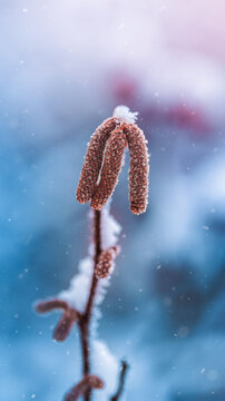 Frost-covered common hazel catkins (Corylus avellana) in winter, beautiful macro photo with teal blue background, falling snow, and shallow depth of field