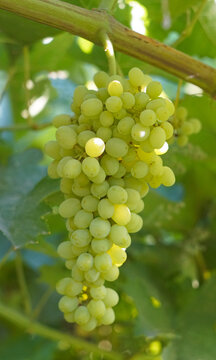 Bunch of ripe green grapes on the vine in a vineyard closeup