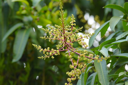 The primary function of the mango flower is to serve as an organ for sexual reproduction, producing the fruit's precursor.