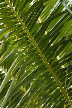Coconut leaves serve many practical functions in daily life, ranging from materials for handicrafts and food wrappers to items used in traditional ceremonies.