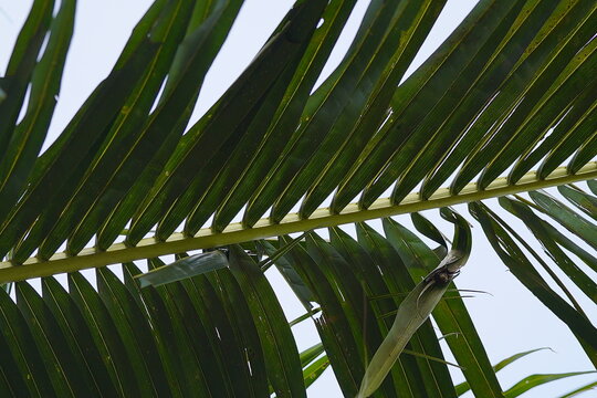 Coconut leaves serve many practical functions in daily life, ranging from materials for handicrafts and food wrappers to items used in traditional ceremonies.
