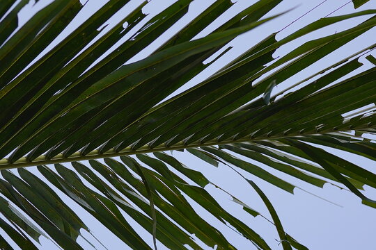 Coconut leaves serve many practical functions in daily life, ranging from materials for handicrafts and food wrappers to items used in traditional ceremonies.