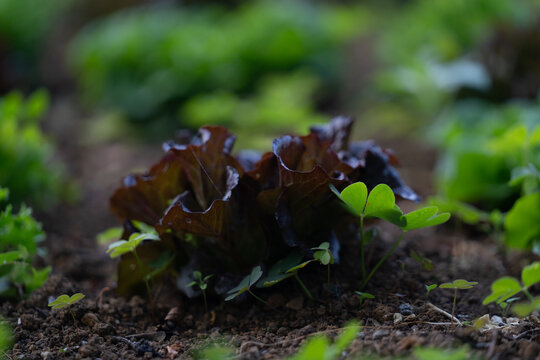 Lechuga ecol&oacute;gica en Cant&aacute;bria