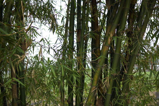 Planting bamboo offers numerous remarkable benefits, ranging from environmental preservation to high economic value. This plant is renowned for its rapid growth, ability to absorb large amounts of car