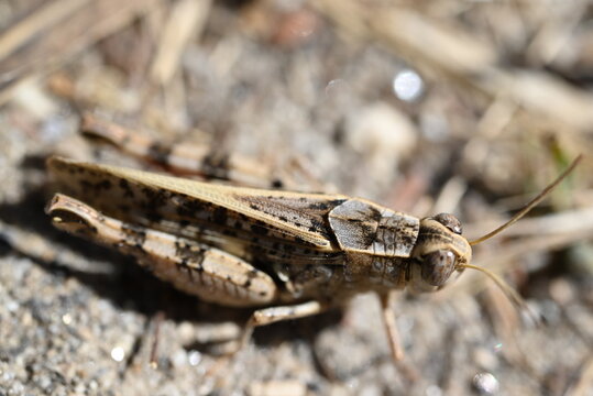 grasshopper on the ground