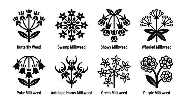 Set of Milkweed Botanical Illustrations: A graphic representation showcasing eight distinct types of milkweed plants, each meticulously depicted in a black and white, stylized artistic format.