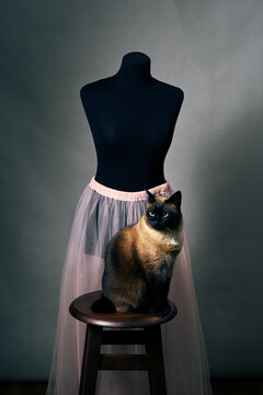 Mekong Bobtail cat sitting on stool beside mannequin wearing elegant tulle skirt