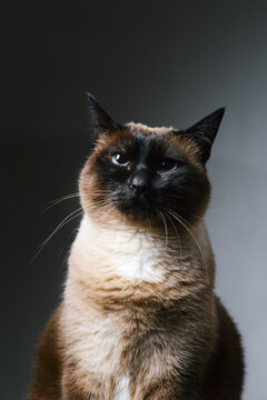 Mekong Bobtail cat portrait with blue eyes against dark background, dramatic lighting