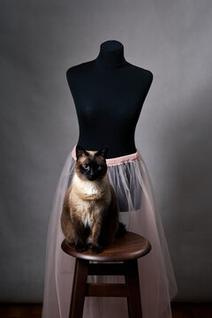 Mekong Bobtail cat sitting on stool beside mannequin wearing elegant tulle skirt