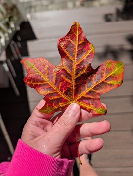 hand holding red, yellow, green sugar maple leaf, fall leaf