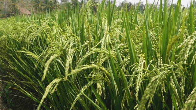 Horizontal perspective showing multiple ripening rice stalks (Oryza sativa) growing side by side, creating a natural organic slow motion movement during harvest season.