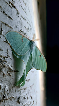 Beautiful green luna moth resting on a white birch tree bark in nature, close up wildlife photography of a rare Actias luna insect.