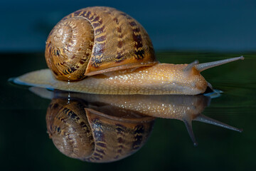 A snail in the extreme foreground is reflected in the water-covered surface © Marco Taliani