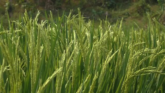 A vast expanse of rice plants (Oryza sativa) shades of pure green and gold under the bright sunlight displays a natural, slow movement that serves as an ideal space for text placement.