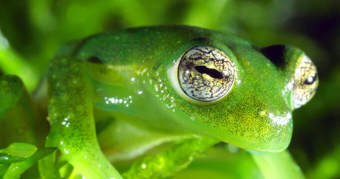 Ornate Faced Glass Frog (Centrolene bacatum) blinks eye. An endangered species of frog from near Cosanga on the the Amazonian slopes of the Andes, Napo province,  in Ecuador