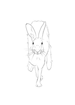 Vector black line illustration of a running hare isolated on white background