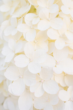 Hercules Paniculate Hydrangea White Blossoms Macro Background