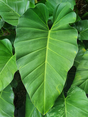 Leaf of Philodendron Giganteum Schott, also called Giant Philodendron, is an epiphytotic shrub, large-leaf ornamental plant species that grows primarily in humid tropical biomes in the Araceae family. © Windi Holly