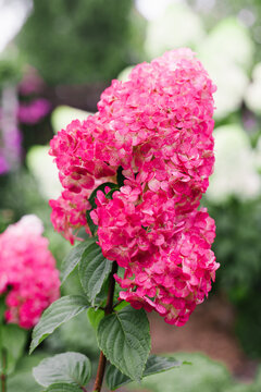 Framboisine Hydrangea Flower Blooming in Summer Garden