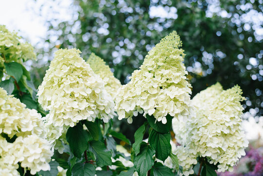 Hydrangea Polar Bear Blooming Shrub Summer Garden