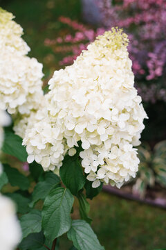 Hydrangea Paniculata Polar Bear Blossom With Colorful Garden Background