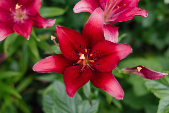 Lily Red Flower Blooming Close in Garden