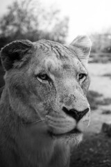 Portrait of a lion © V.Veliotis