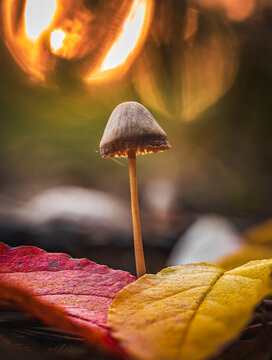 Single bonnet mushroom (Mycena sp.) between red and yellow autumn leaves, beautiful macro photo with dramatic golden bokeh, shallow depth of field, and warm forest light