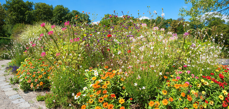 colorful flowerbed with zinnias, ageratum and cleome flowers, Westpark munich in autumn