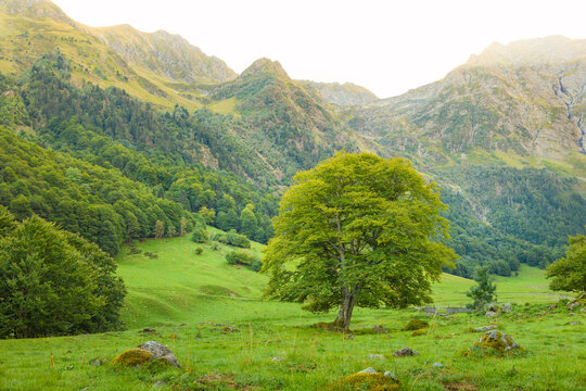 Praderas verdes y bosques en los Pirineos del Valle de Ar&aacute;n. Era Artiga de Lin, Espa&ntilde;a. 