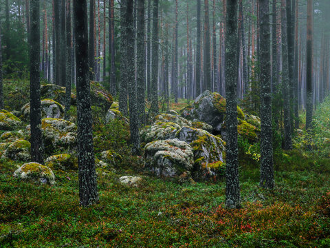 Magical fairytale forest in late autumn. Forest therapy and stress relief
