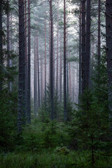 Fototapeta premium Magical fairytale forest in late autumn. Forest therapy and stress relief