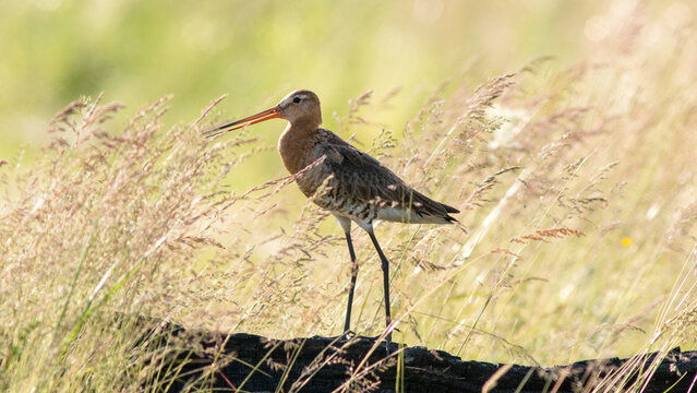 red billed hornbill