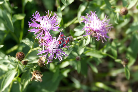 Six-spot Burnet (Zygaena filipendulae) perched on a pink scabiosa in Zurich, Switzerland