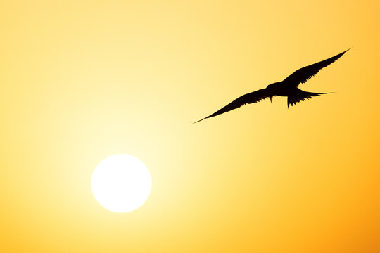 White-cheeked Tern flying during  sunrise at Tubli bay, Bahrain