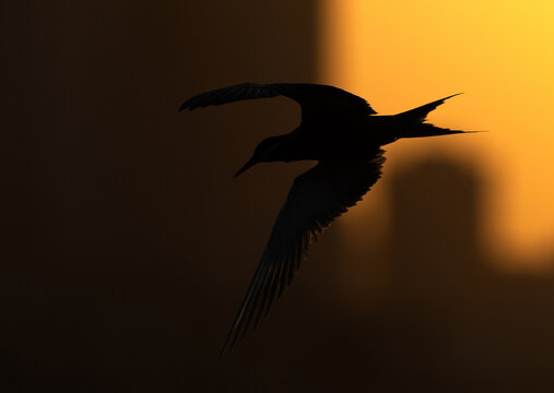 A backlit image of White-cheeked Tern flying during sunrise at Tubli, Bahrain
