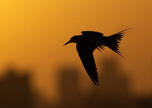 Silhouette of White-cheeked Tern flying during sunrise at Tubli, Bahrain