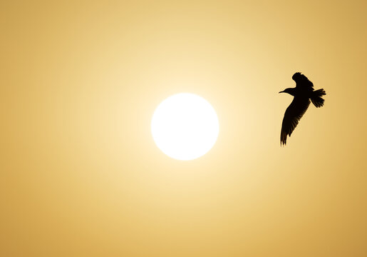 White-cheeked Tern in flight with the sun at the backdrop at Tubli bay, Bahrain