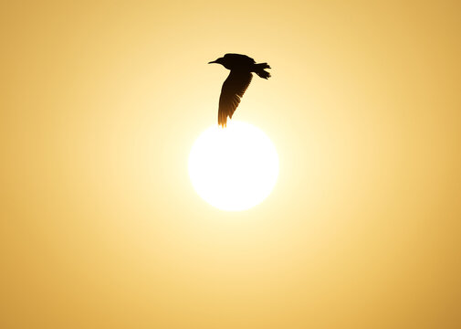 White-cheeked Tern in flight with the sun at the backdrop at Tubli bay, Bahrain