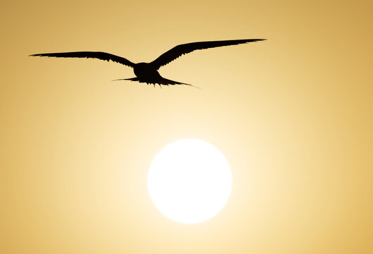 White-cheeked Tern in flight with the sun at the backdrop at Tubli bay, Bahrain