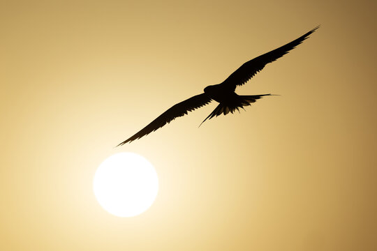 White-cheeked Tern and the sun at Tubli bay, Bahrain