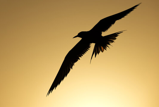 A backlit image of White-cheeked Tern flying during sunrise at Tubli, Bahrain