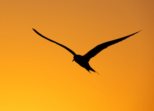 Silhouette of  White-cheeked Tern flying during sunrise at Tubli, Bahrain
