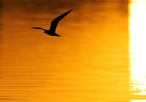 A backlit image of White-cheeked Tern flying during sunrise at Tubli, Bahrain