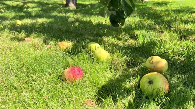 Ground-level view of ripe yellow and red apples lying on vibrant green grass beneath an apple tree during late summer harvest time in a sunny garden.
