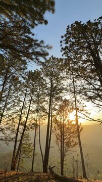 relaxing in a pine forest at sunrise or sunset